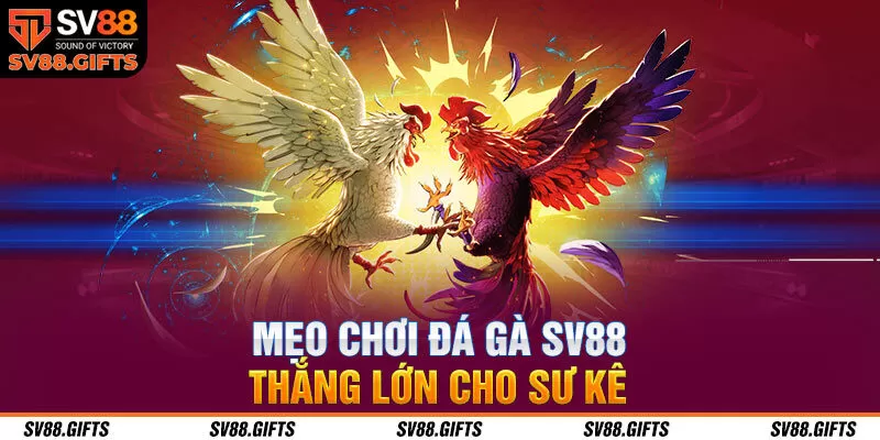 Mẹo chơi đá gà SV88 thắng lớn cho sư kê